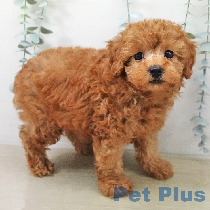 トイ・プードルの写真2