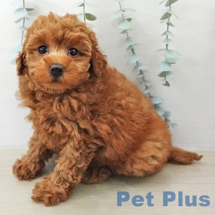 トイ・プードル