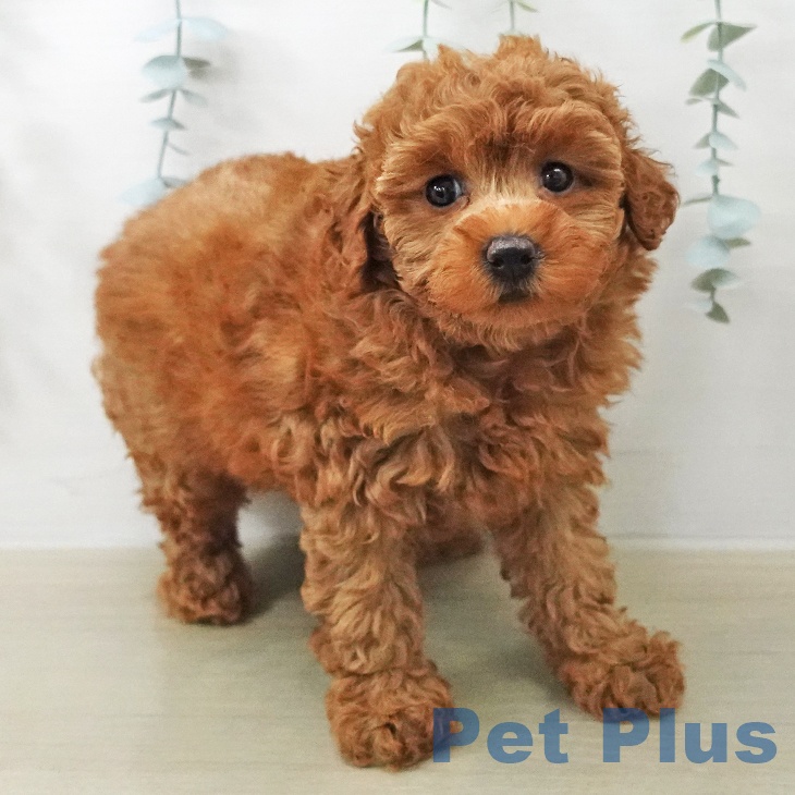 トイ・プードル