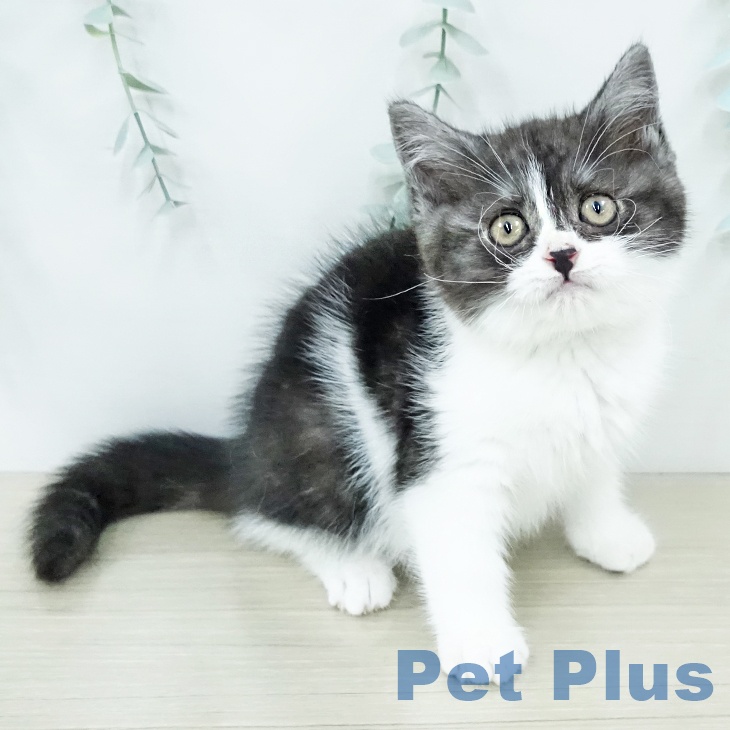 スコティッシュフォールド