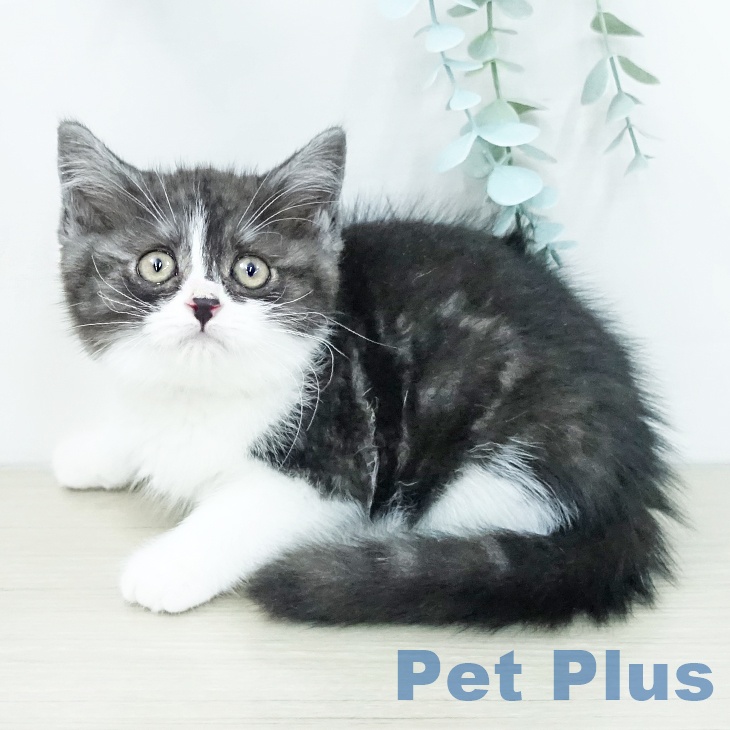 スコティッシュフォールドの写真2