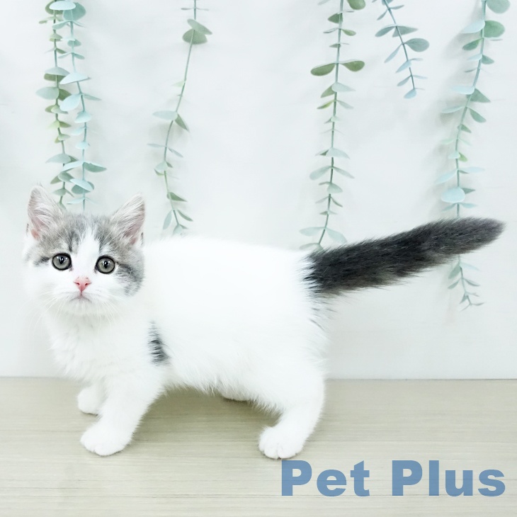 スコティッシュフォールドの写真2