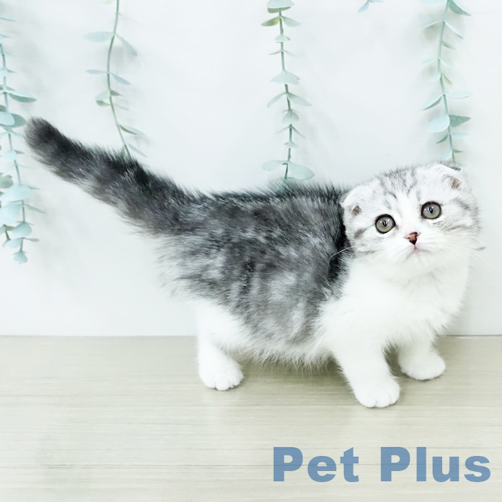 スコティッシュフォールドの写真2