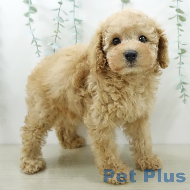 トイ・プードル