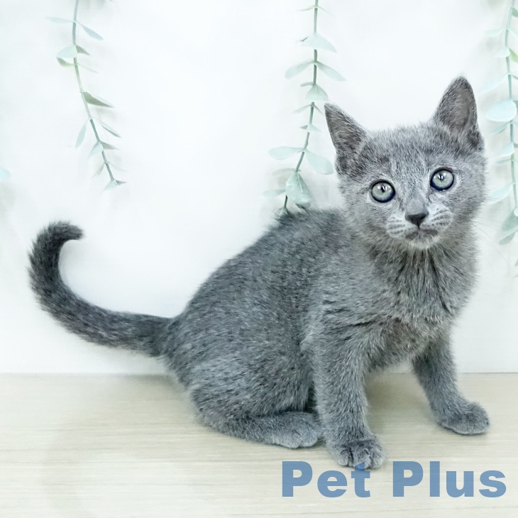 ロシアンブルー