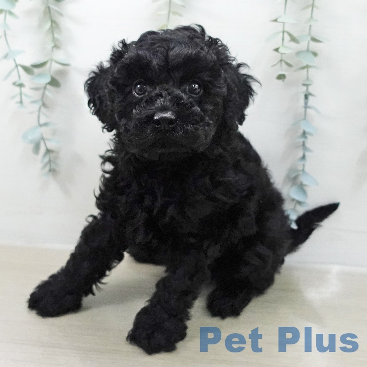 トイ・プードルの写真2