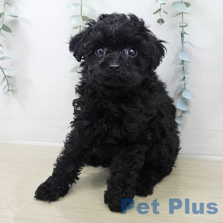 トイ・プードルの写真2