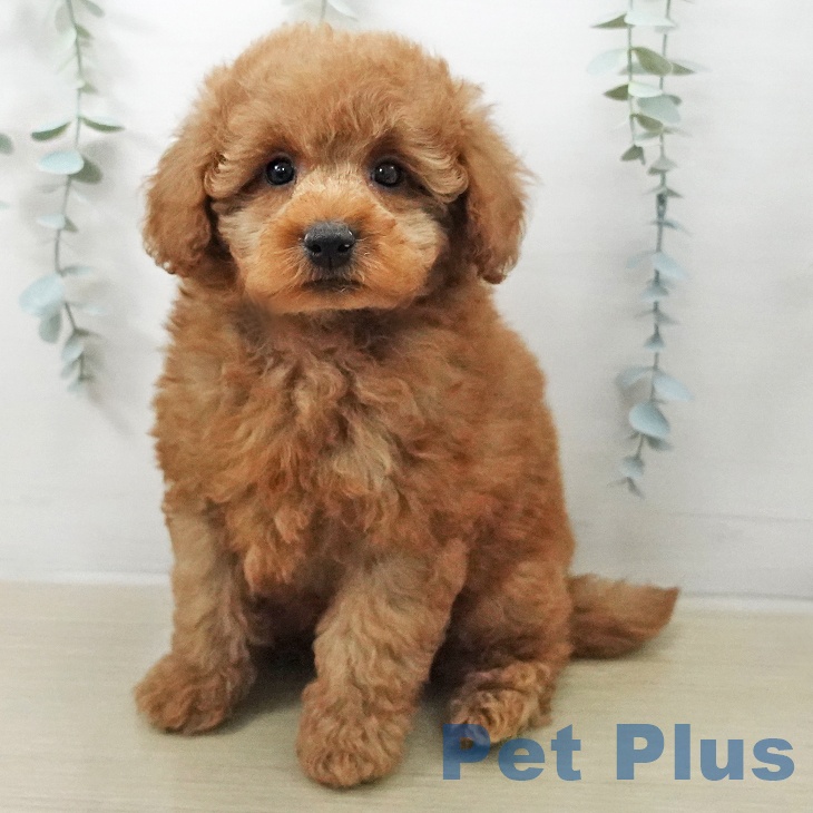 トイ・プードル