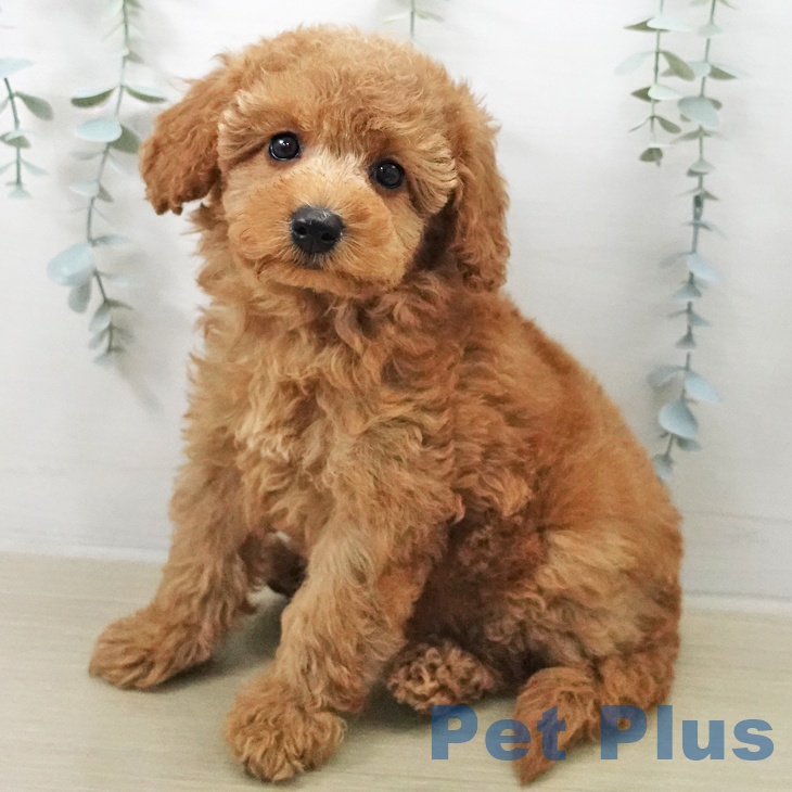 トイ・プードルの写真2