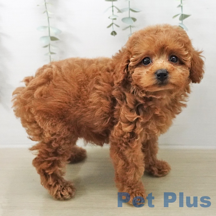 トイ・プードル