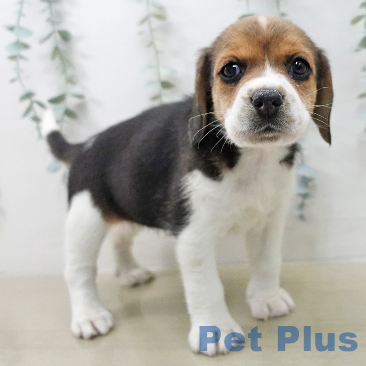 ビーグルの写真2