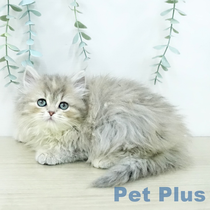 スコティッシュフォールド