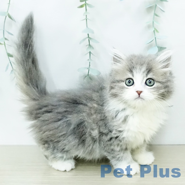 スコティッシュフォールド