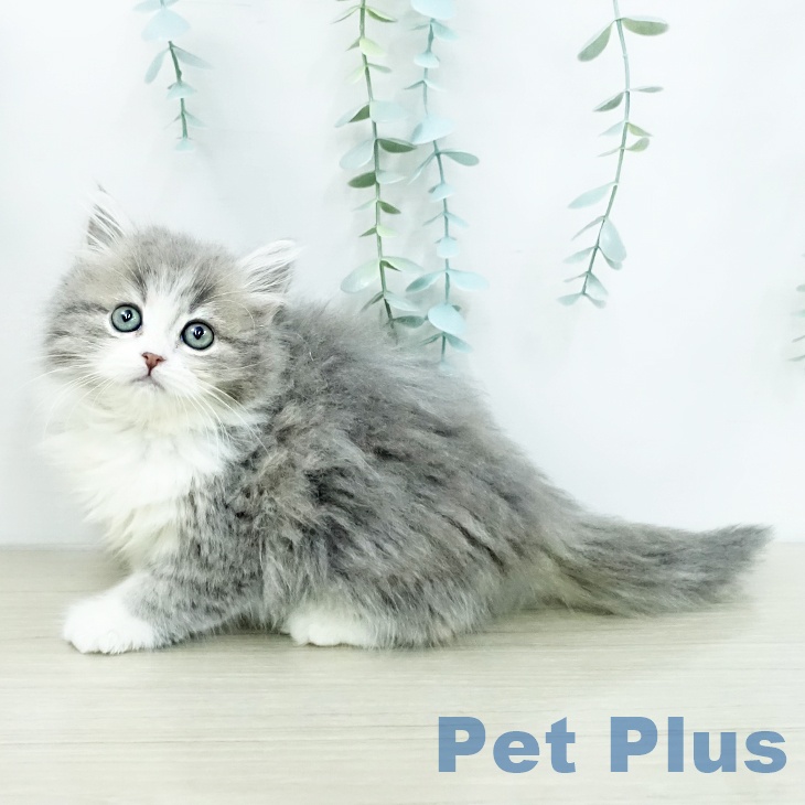 スコティッシュフォールドの写真2