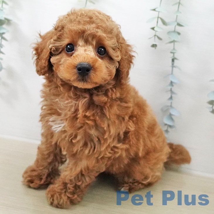 トイ・プードル