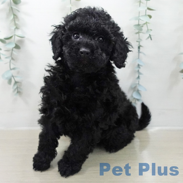 トイ・プードルの写真2