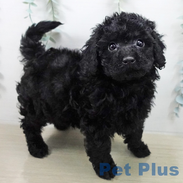 トイ・プードル