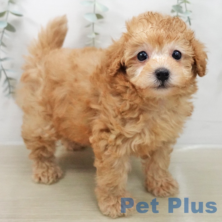 トイ・プードル