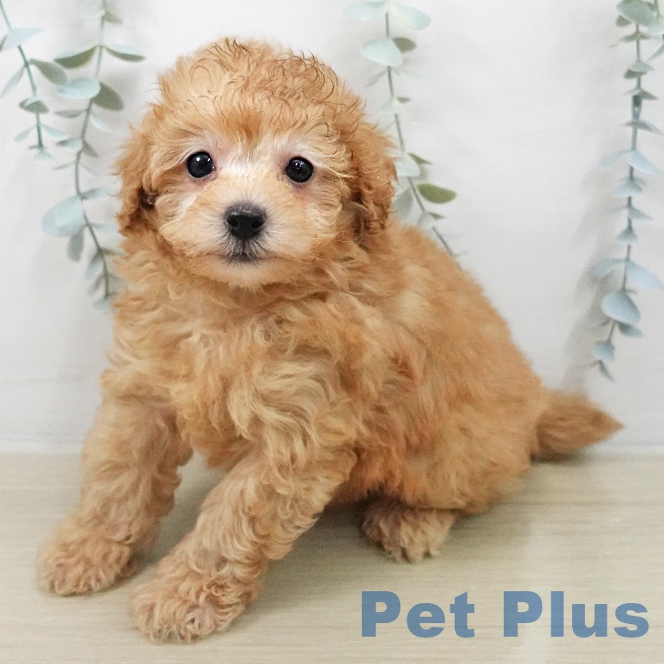 トイ・プードルの写真2