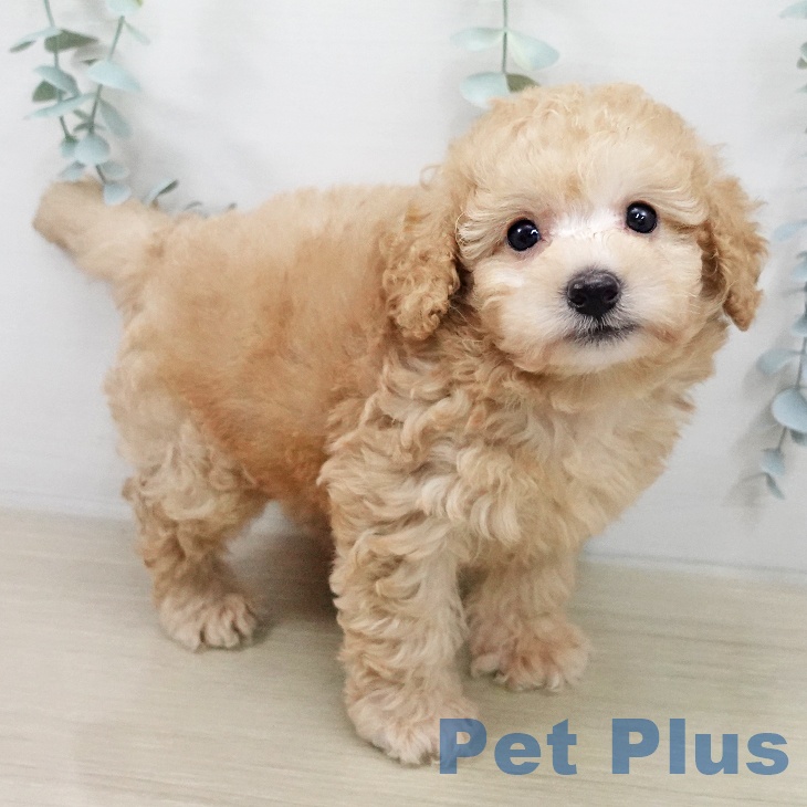 トイ・プードル