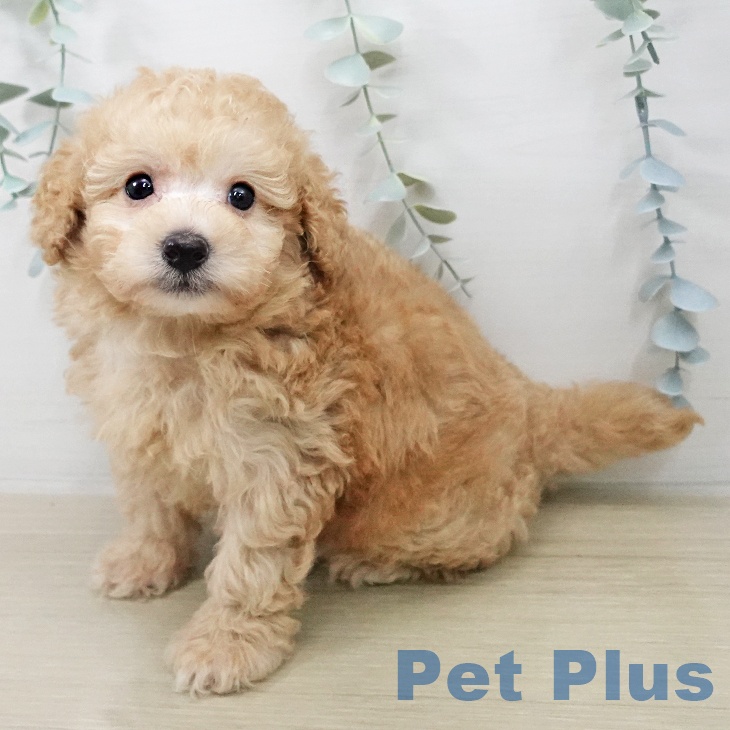 トイ・プードル