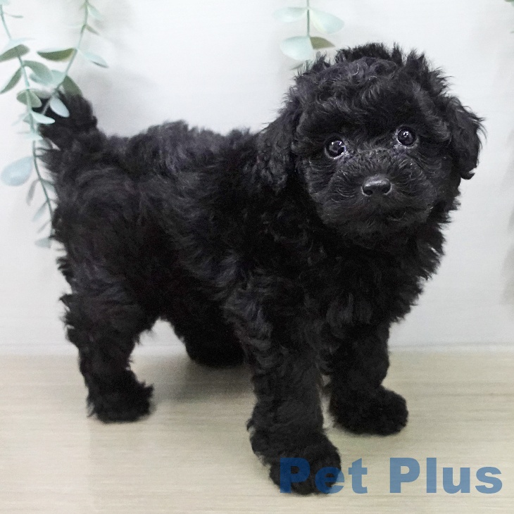 トイ・プードル