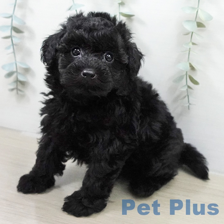 トイ・プードル