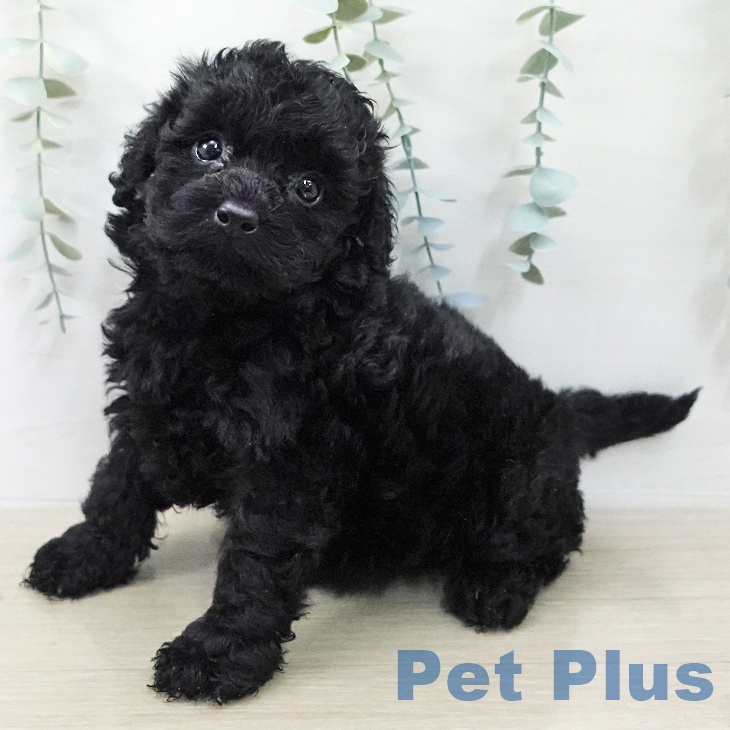 トイ・プードル