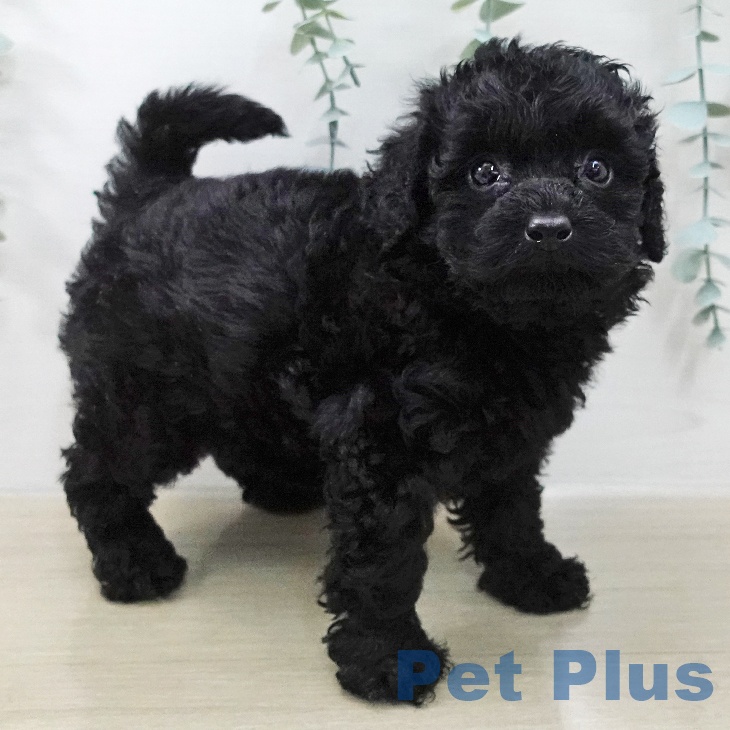 トイ・プードルの写真2