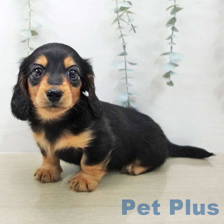 ミニチュア・ダックスフンド