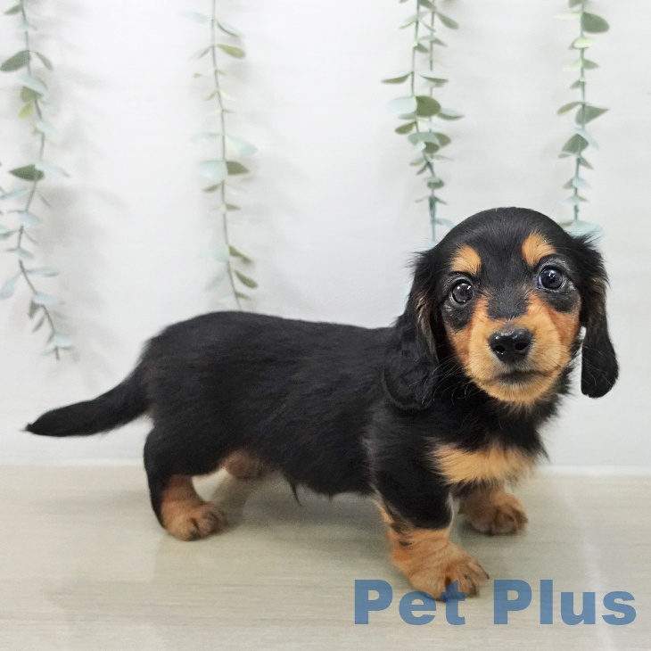 ミニチュア・ダックスフンド