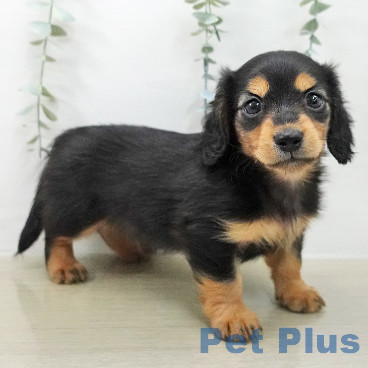 ミニチュア・ダックスフンド