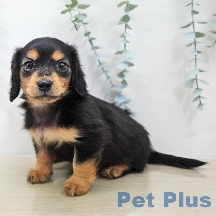 ミニチュア・ダックスフンド