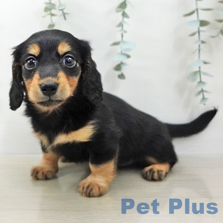 ミニチュア・ダックスフンド