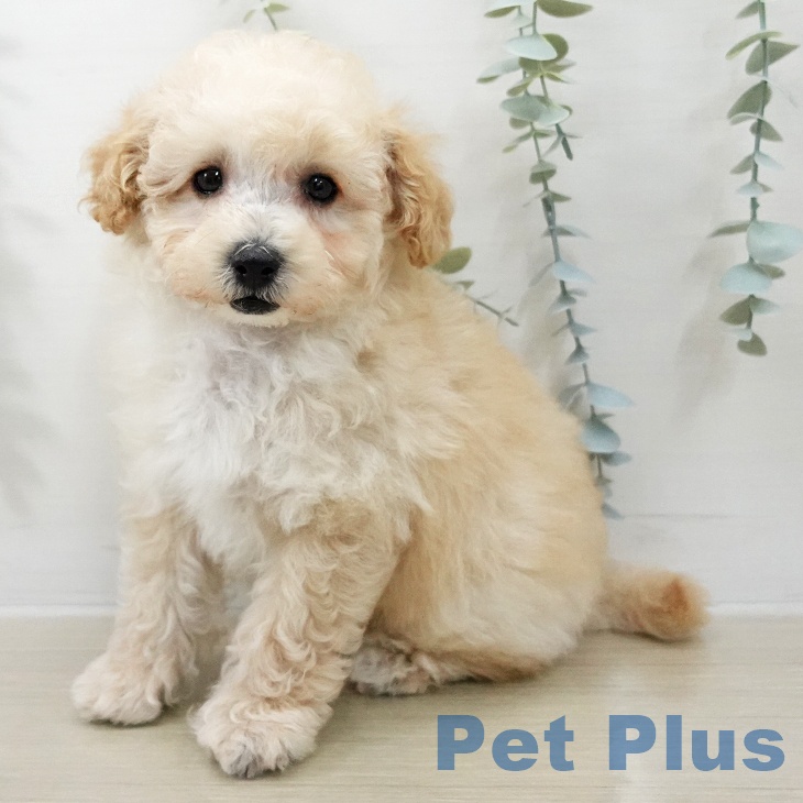 トイ・プードル