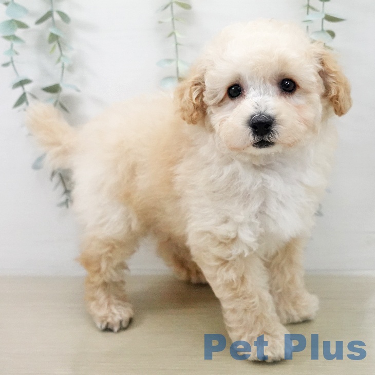 トイ・プードルの写真2