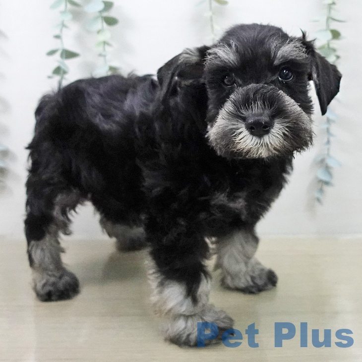 ミニチュア・シュナウザー