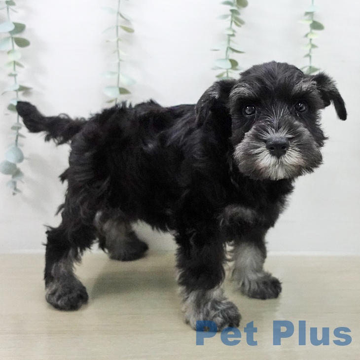 ミニチュア・シュナウザー