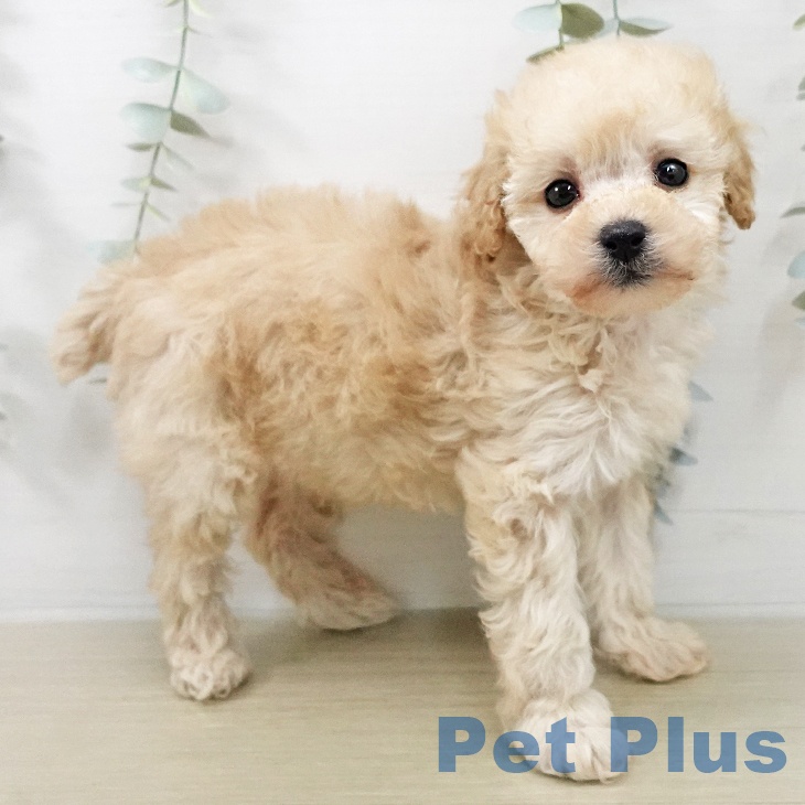 トイ・プードル