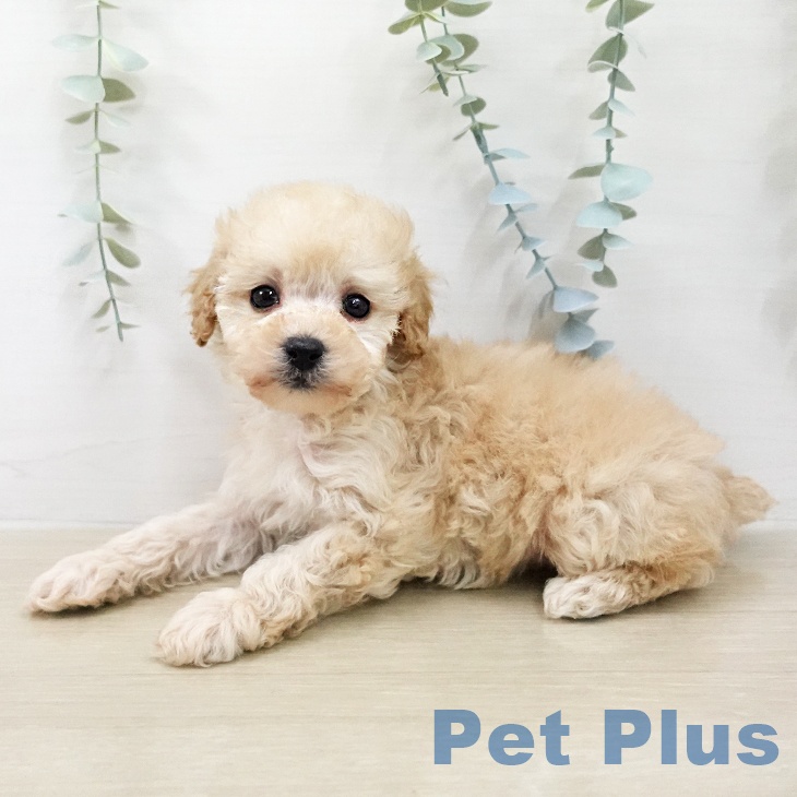 トイ・プードル