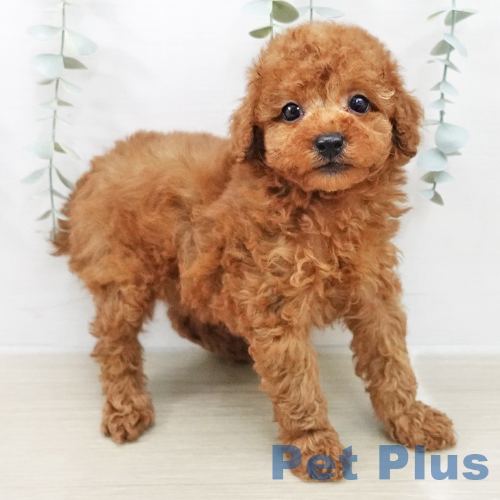 トイ・プードル