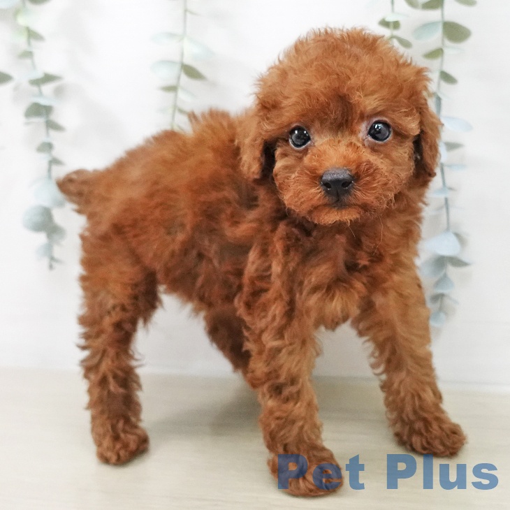 トイ・プードル