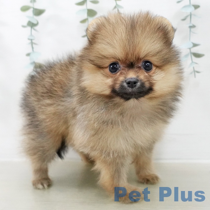 ポメラニアン