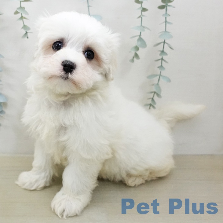 マルチーズの写真2