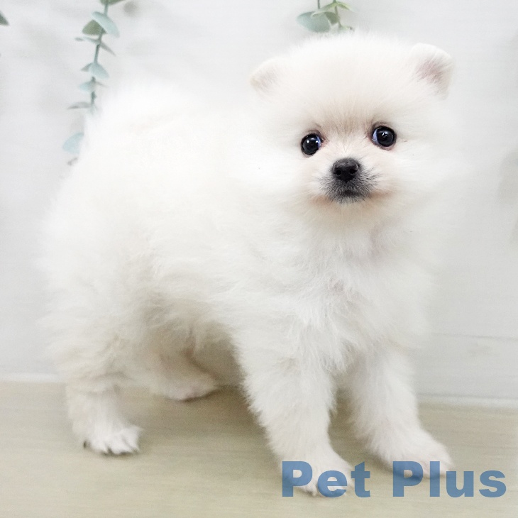 ポメラニアンの写真2