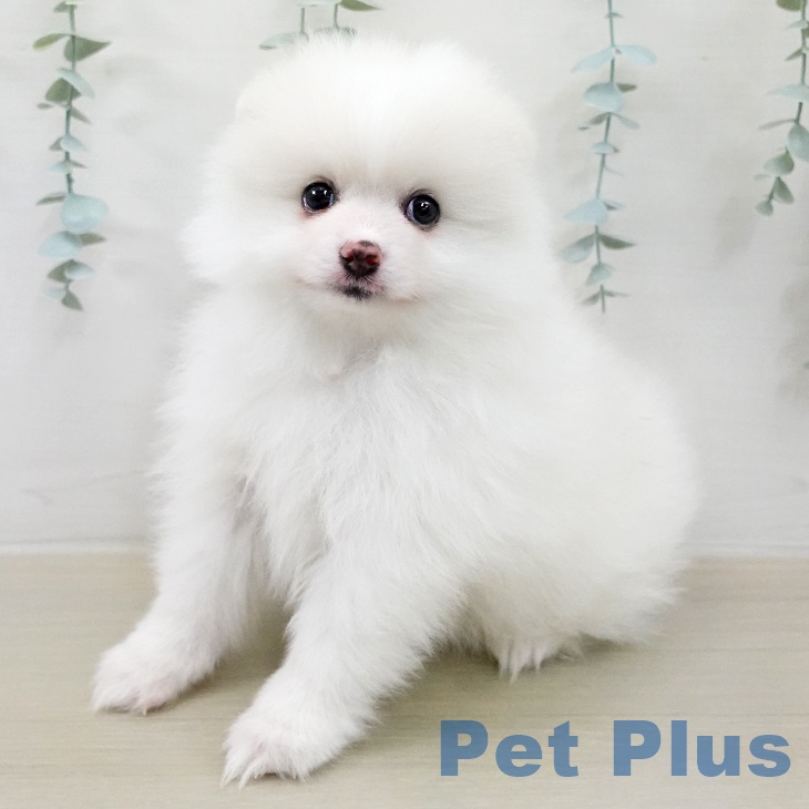 ポメラニアンの写真2