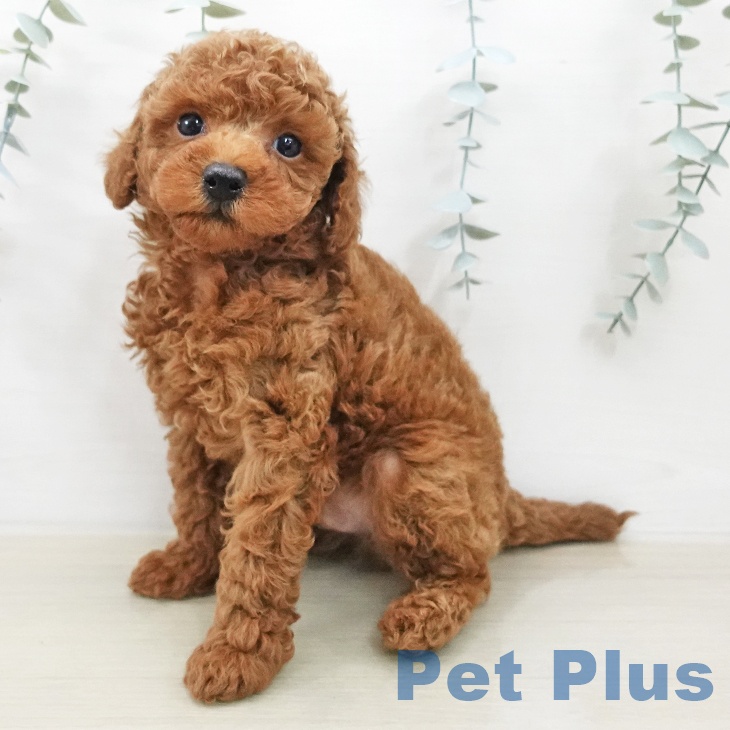 トイ・プードル