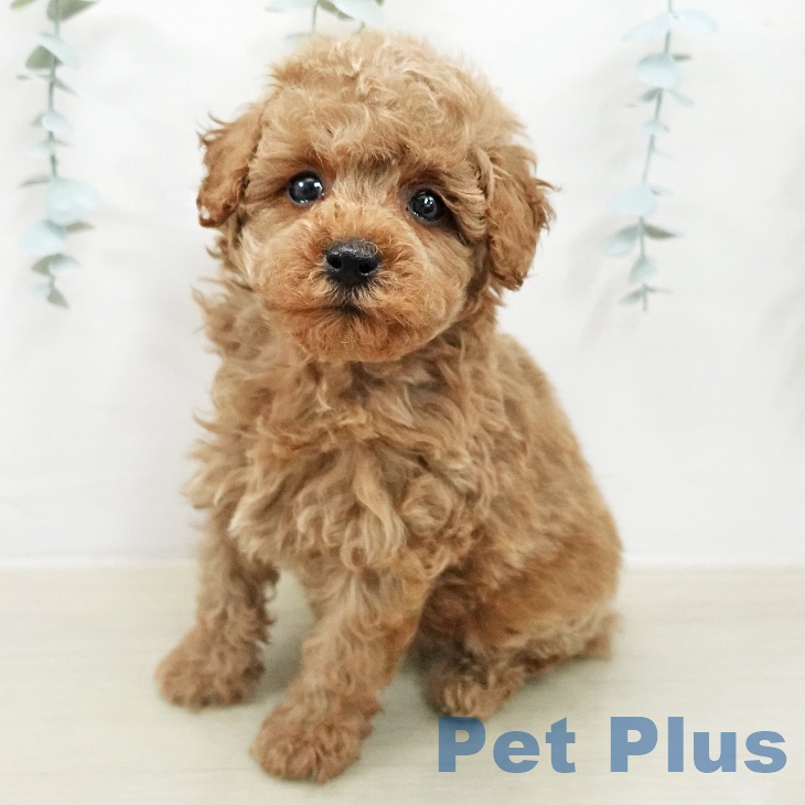 トイ・プードル