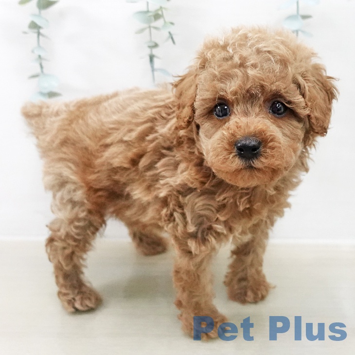 トイ・プードル