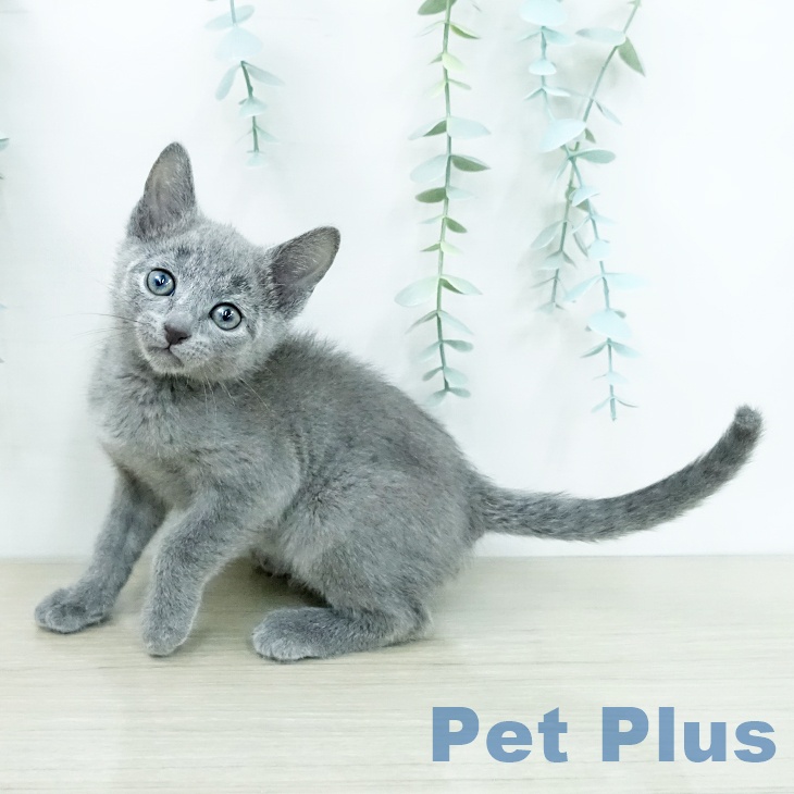 ロシアンブルー